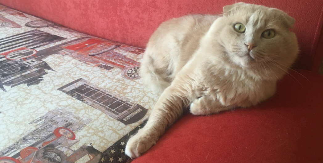 Химчистка мебели от мочи животных Химчитка мебели от меток котов, кошек, собак